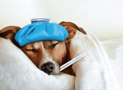 The Kid’s Doctor: Dog flu no threat to humans