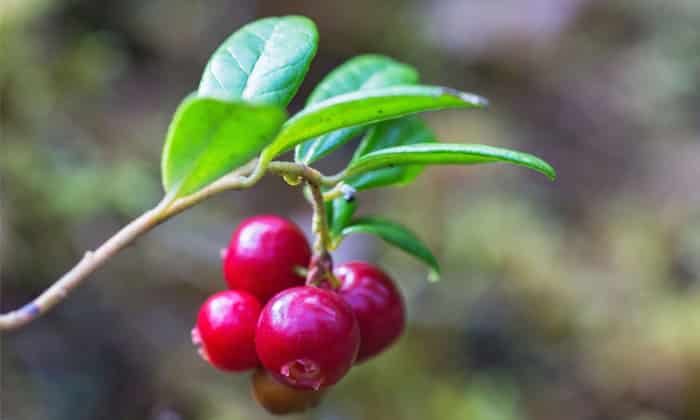 Lingonberries, anyone? New Nordic Diet pairs seasonal fresh foods, exercise