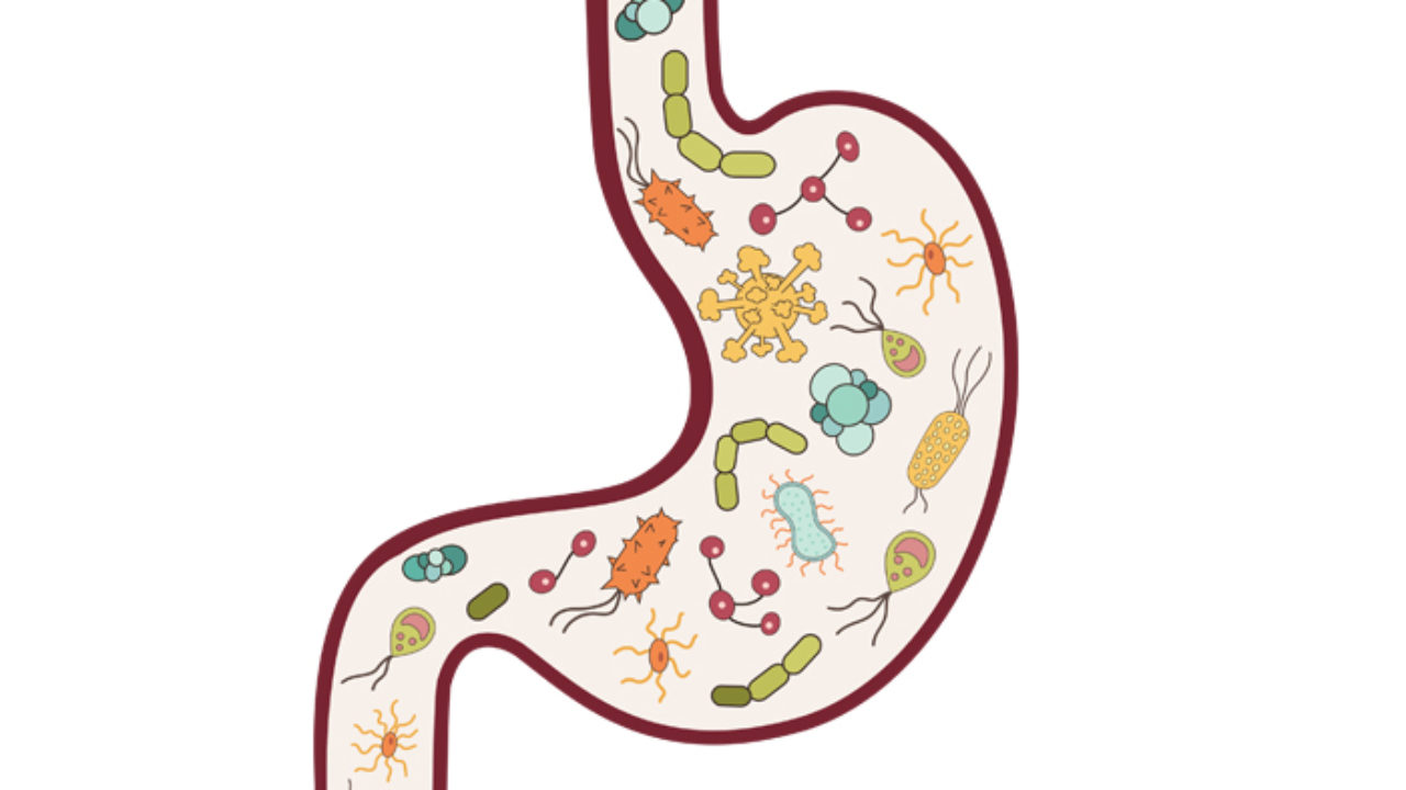 Go with Your Gut : Microbiome Health | Chicago Health Magazine