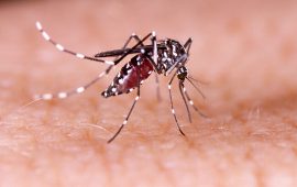 Zika, Pregnancy and Microcephaly: What You Need to Know