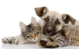Low Risk of Staph Infection from Pets