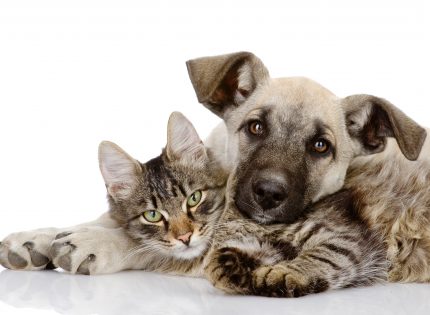 Low Risk of Staph Infection from Pets