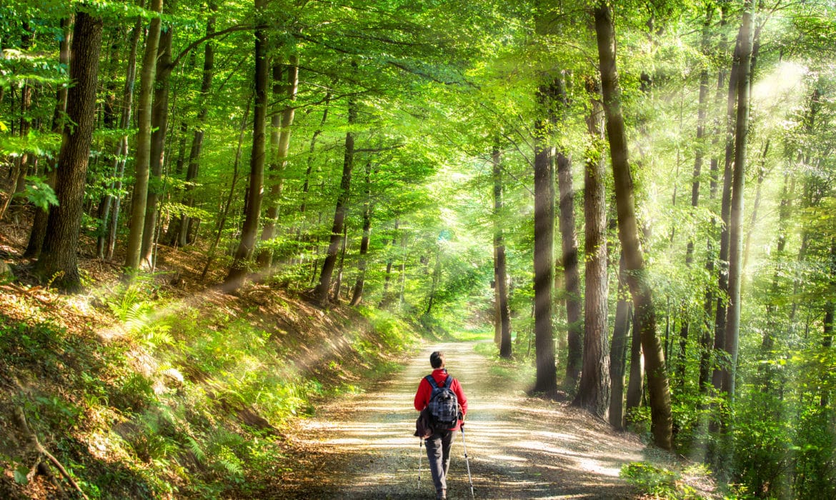 Forest Therapy Focuses the Senses and Increases Well-being