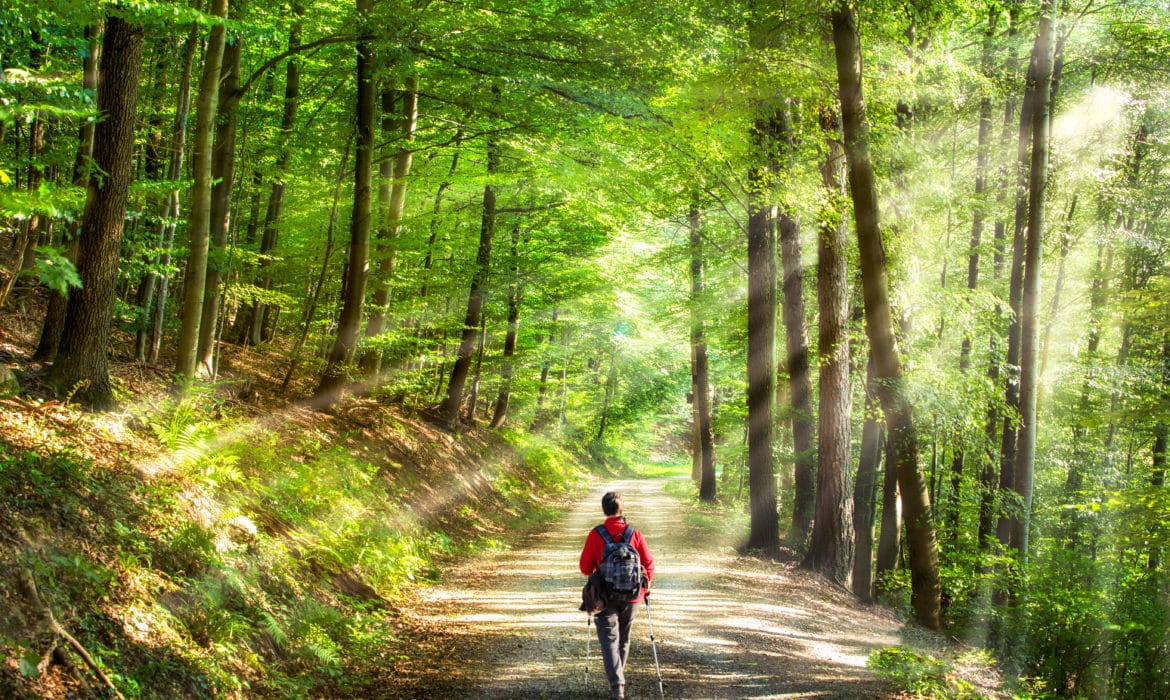 Man walking on nature trail in beautiful peaceful forest