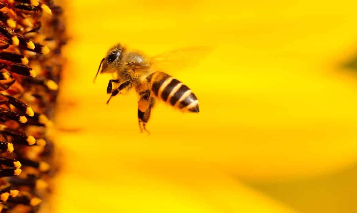 Mayo Clinic Q&A: Bee Sting Allergies Can Occur at Any Stage in Life