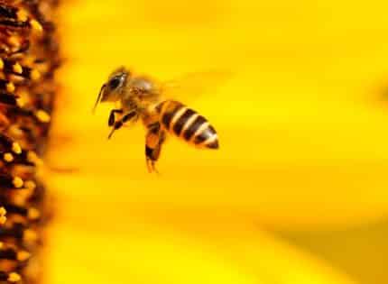Mayo Clinic Q&A: Bee Sting Allergies Can Occur at Any Stage in Life