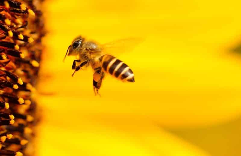 bee sting allergy, Chicago Health Magazine Online
