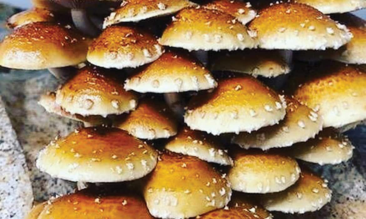 Briefs: Mushrooms with Benefits