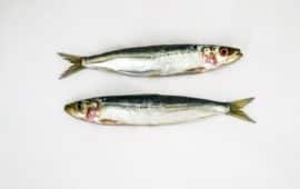 Opt for Low-Mercury Fish Choices