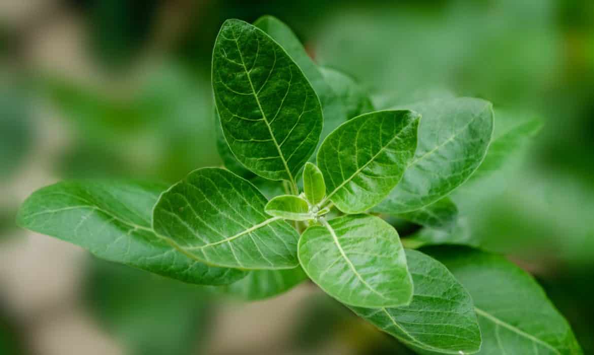Ashwagandha: A Stress-Relieving Herb