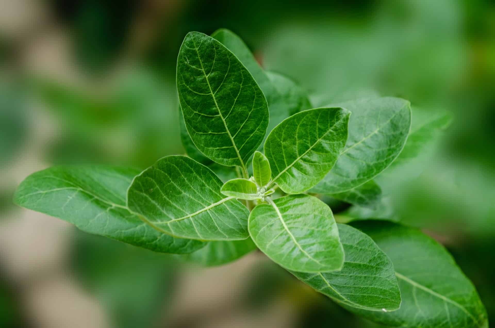 Ashwagandha A Stress Relieving Herb Chicago Health