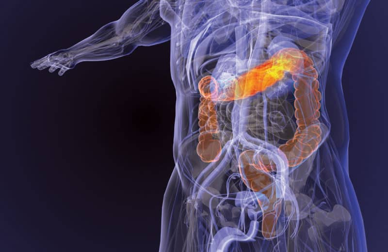 Scientific 3D rendering of the body highlighting the colon. Representing the topic of colon cancer
