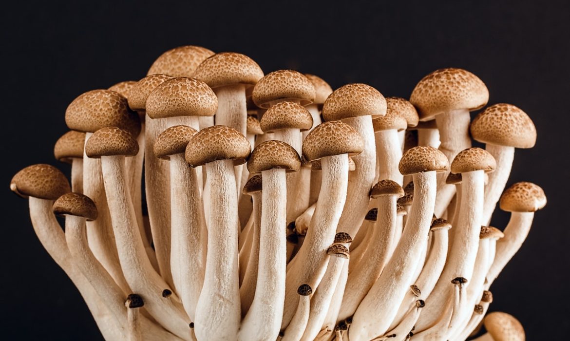 The Wide World of Mushrooms