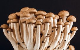 The Wide World of Mushrooms