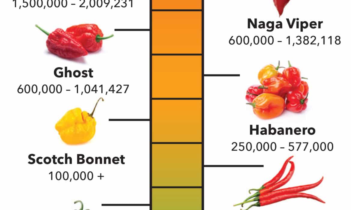 10 hottest chili peppers infographic