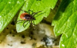 Ticks, Lyme Disease, and Climate Change