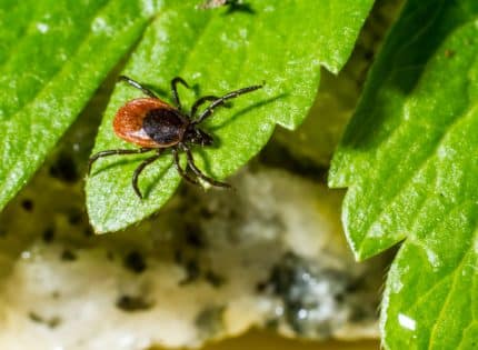 Ticks, Lyme Disease, and Climate Change