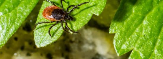 A brown and black tick crawls on a green leaf
