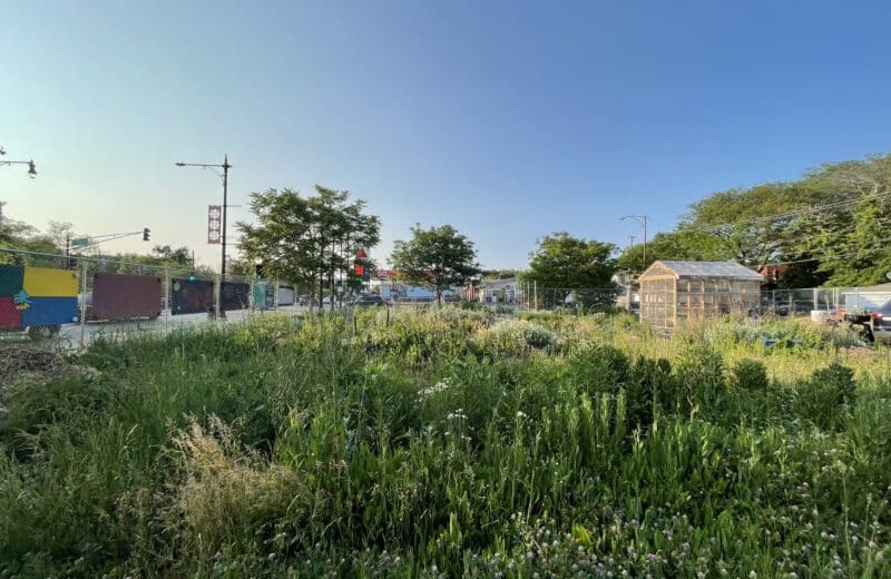 The Chi-Nations Youth Council's First Nations Garden is full of tall grasses and native plants after a month of no-mow May. The site overlooks the intersection of Pulaski Road and Wilson Avenue.