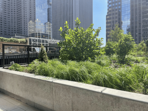 A lush green rooftop, full of plants, with Chicago skyscrapers in the background