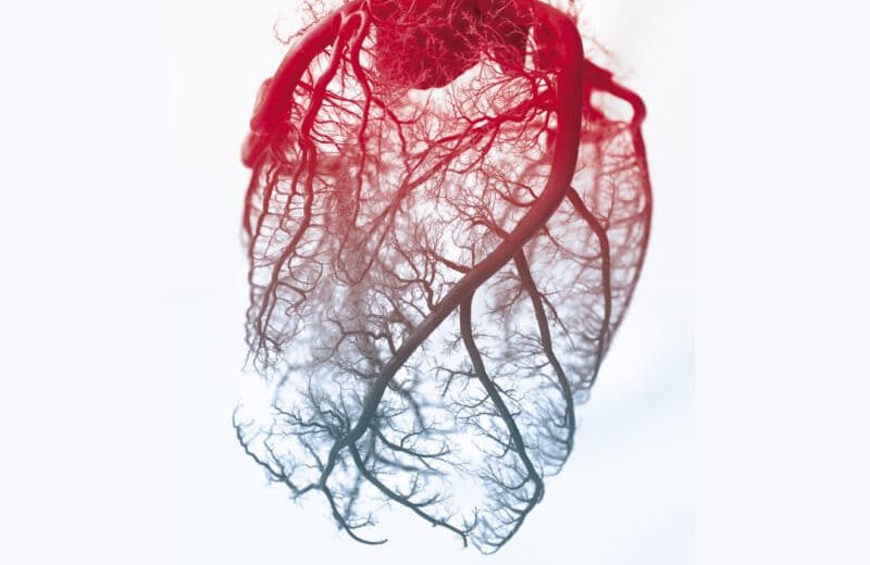 Representational image of a sick heart whose color fades from healthy red to grey. How environmental contaminants affect heart health