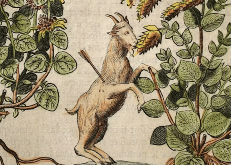 An illustration of a goat nibbling on a plant