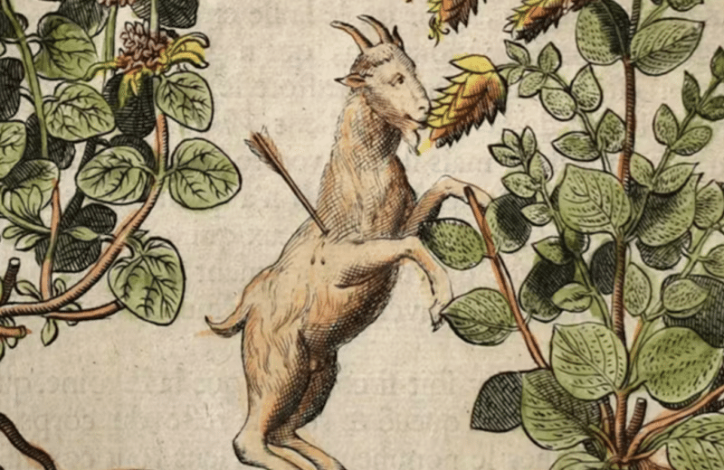 An illustration of a goat nibbling on a plant