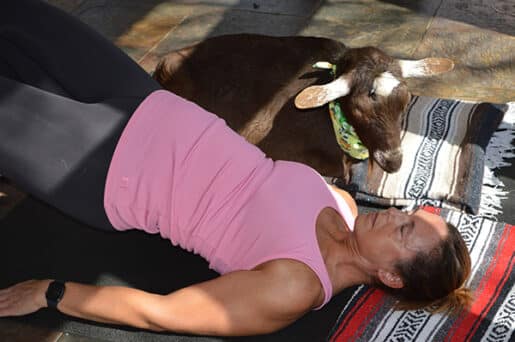 Goat therapy