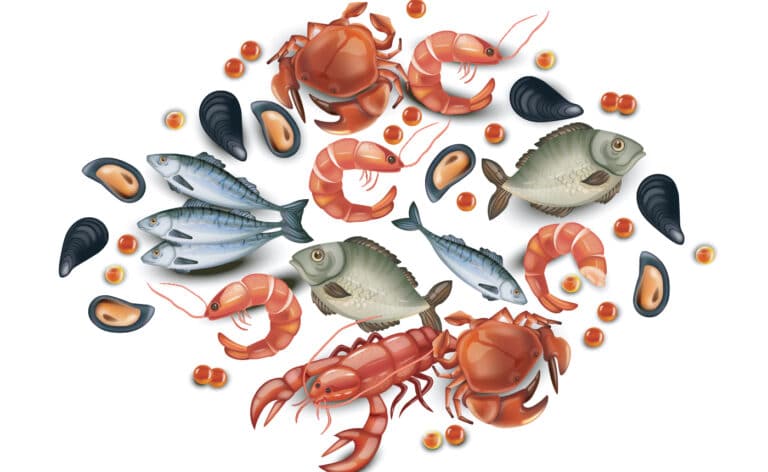 Illustration of a variety of seafood