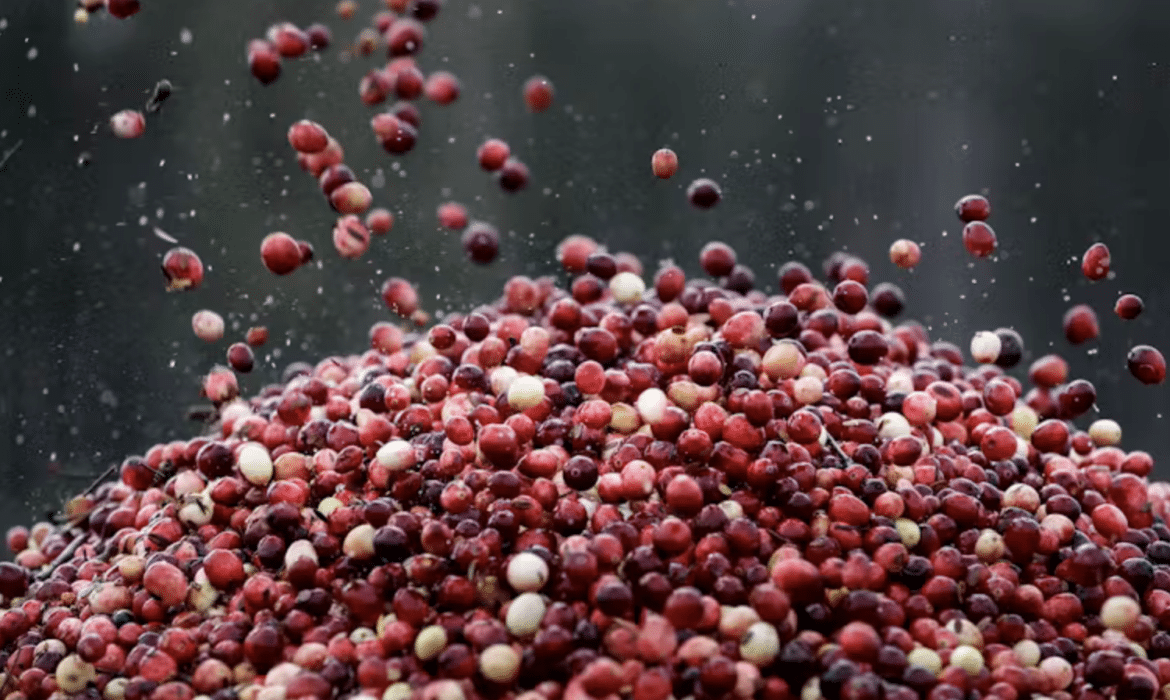 A pile of cranberries against a gray background