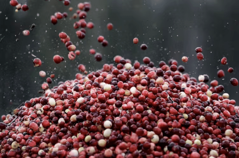 A pile of cranberries against a gray background