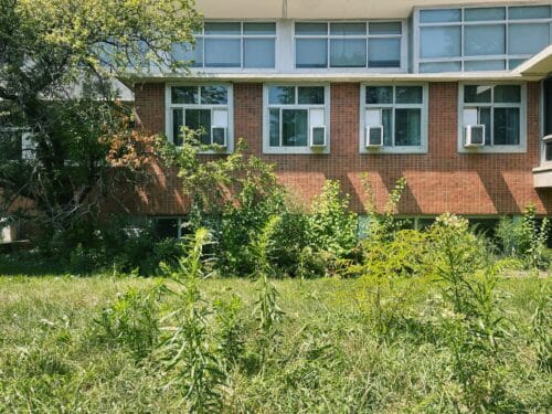Weeds grow outside of Weiss Hospital on Aug. 6, 2025