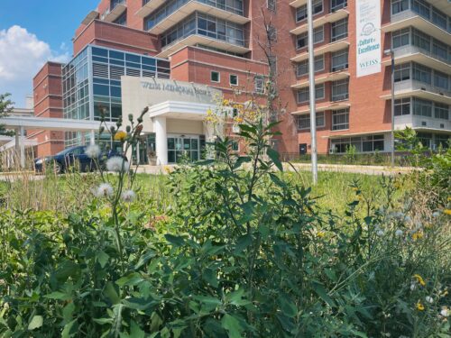 Weeds grow outside Weiss Memorial Hospital
