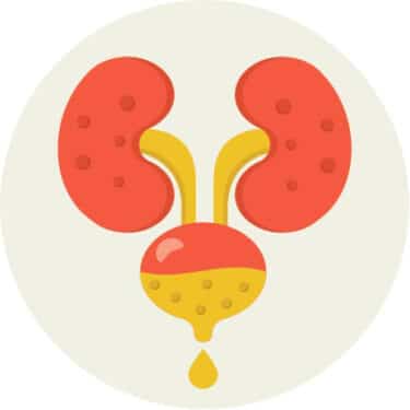 urinary tract icon