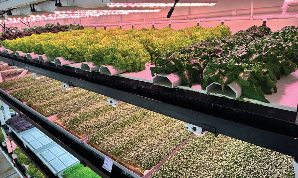 AgTech company FARMZERO sustainably grows produce in converted office space in Chicago