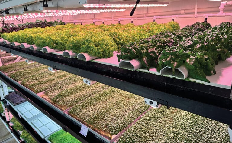 AgTech company FARMZERO sustainably grows produce in converted office space in Chicago