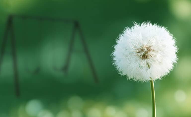 Dandelion appearing sharp in the foreground. A blurred park with a swing set is seen in the background. Representation of childhood myopia and nearsightedness.