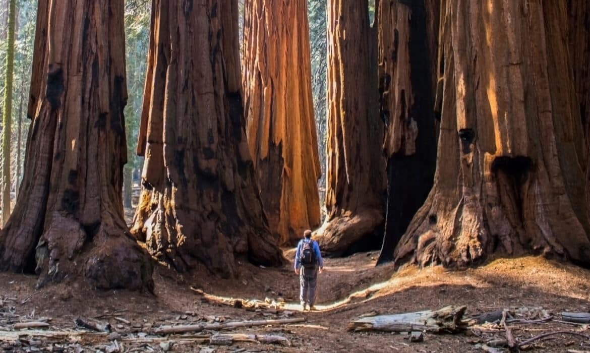 Man standing in the middle of a redwood tree forest. The trees are immense and thousands of years old. He is contemplating longevity.
