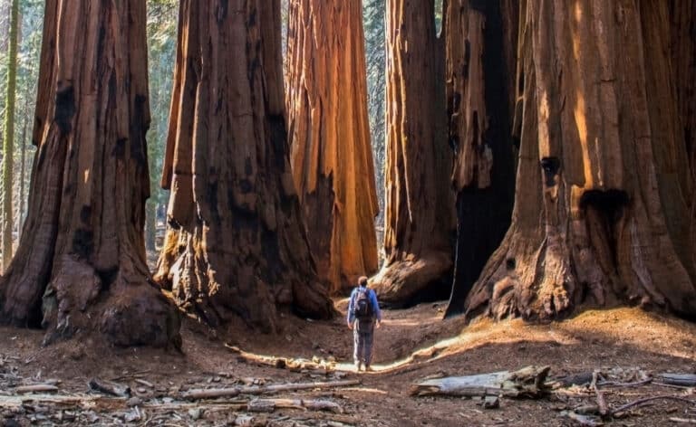 Man standing in the middle of a redwood tree forest. The trees are immense and thousands of years old. He is contemplating longevity.